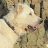 Harby gullukçylaryň ebedi hemrasy