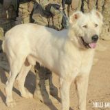 Harby gullukçylaryň ebedi hemrasy