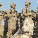 Harby gullukçylaryň ebedi hemrasy