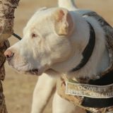 Harby gullukçylaryň ebedi hemrasy