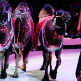 Rowaçlygyň Watanynda Täze Ýyl