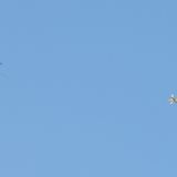 «Türkmen edermen» ýörite maksatly toparlary ussatlyklaryny kämilleşdirýärler