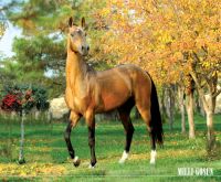 Paýhas çeşmesinden bedew hakynda