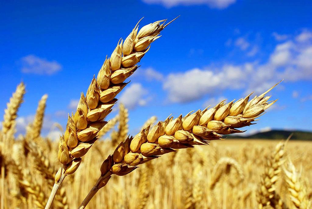 Bugdaý oragyna taýýarlyk görülýär