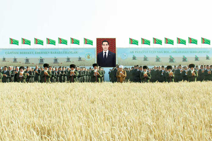 Daşoguz we Balkan welaýatlarynda galla oragyna girişildi