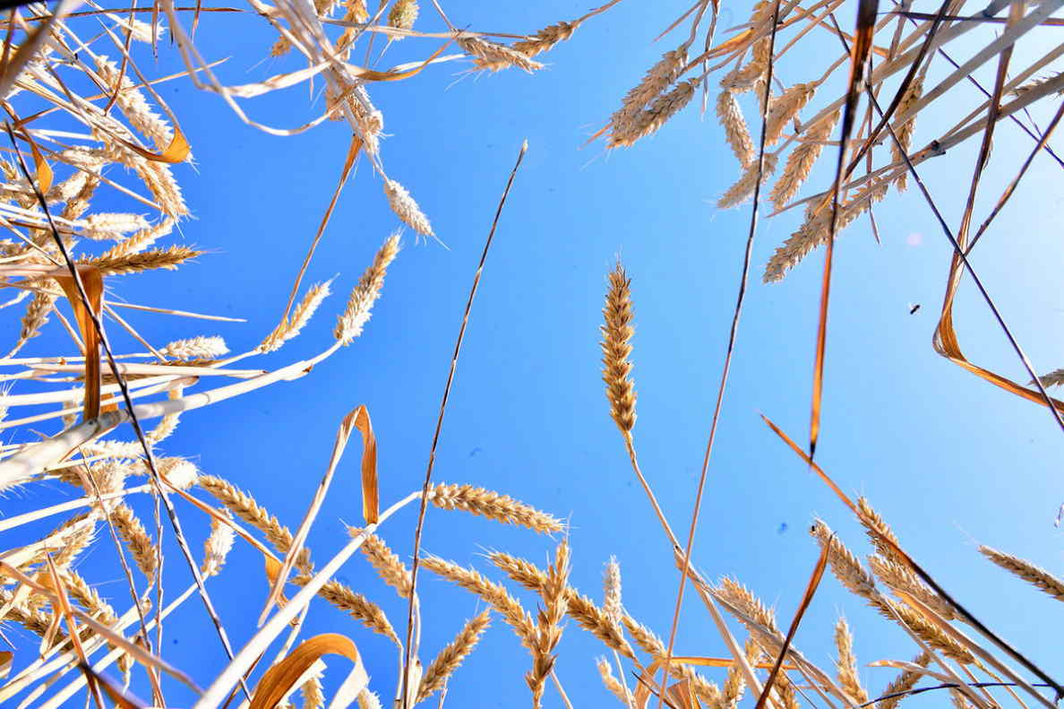 Daşoguz we Balkan welaýatlarynyň gallaçylary bugdaý oragyna girişdiler