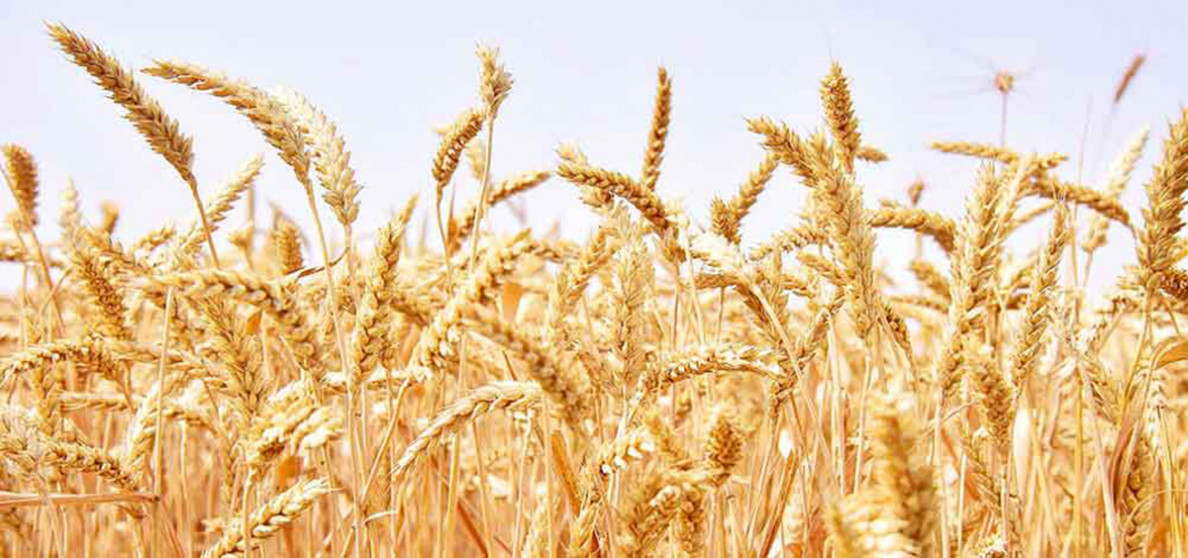 Galla oragynyň ýokary depginleri