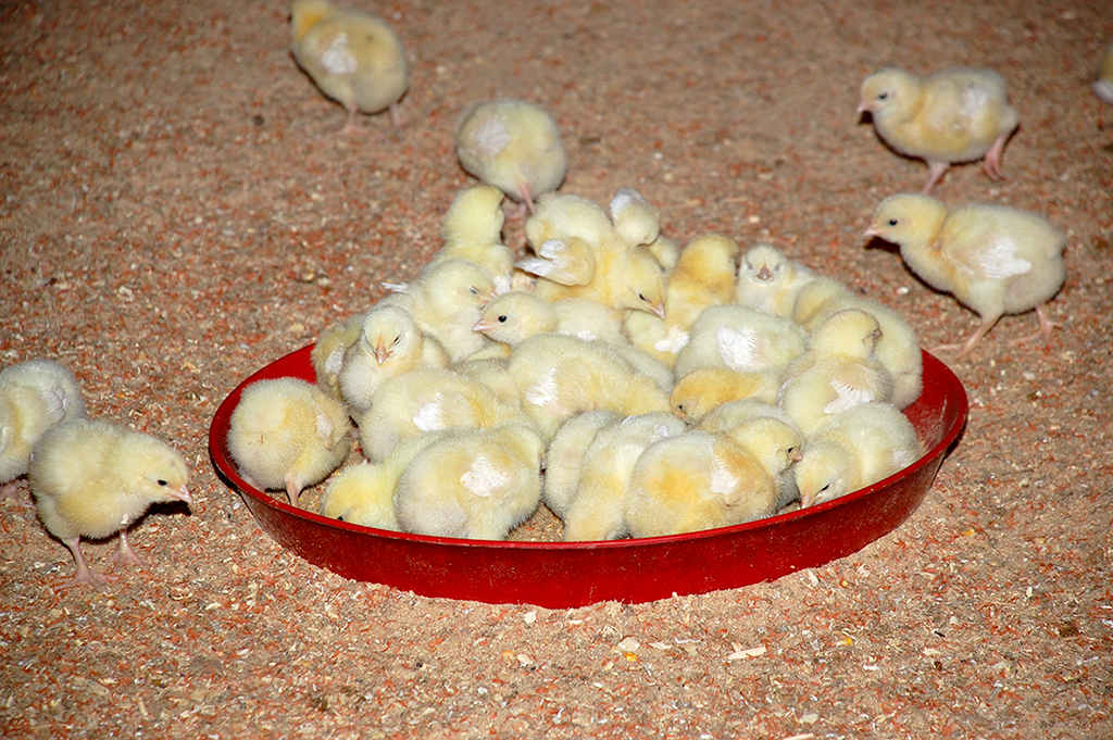 Gökdepe etrabynda towuk etini öndürýän kärhana açyldy