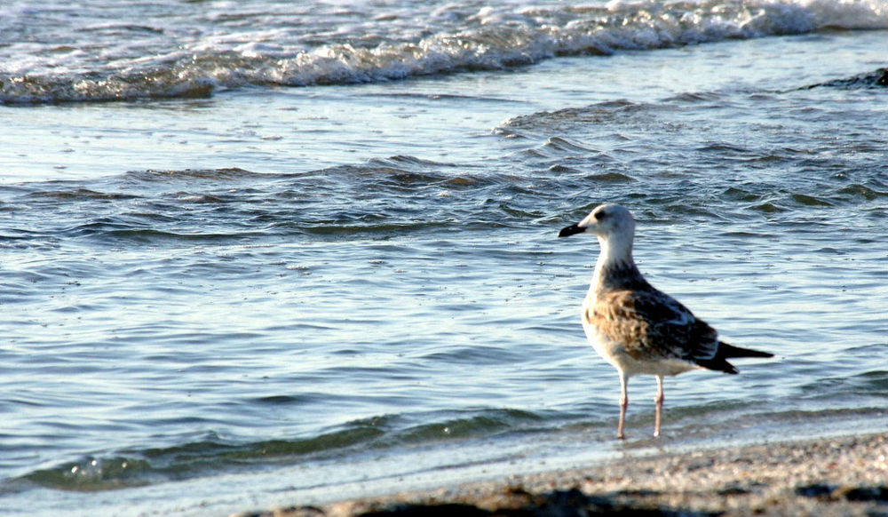 «Hazar deňzi — durnukly ösüş we netijeli dolandyrmak» atly sebit maslahatyna taýýarlyk işleri alnyp barylýar