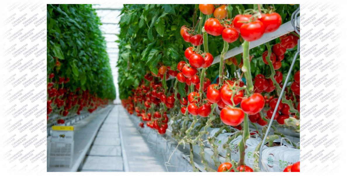 Şitilhana hojalyklaryna – öňdebaryjy tehnologiýalar