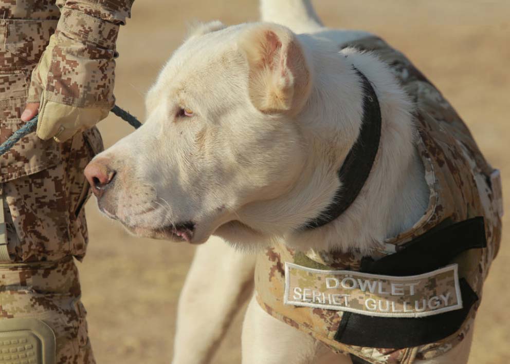 «Türkmen alabaý» merkezi açyldy