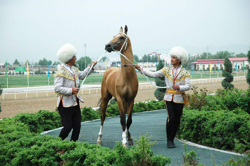 Türkmen bedewiniň milli baýramy mynasybetli geçirilýän çäreler