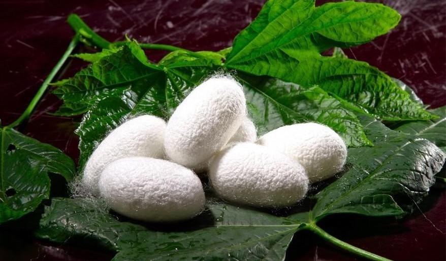 Türkmen ýüpekçileriniň zähmet ýeňşi