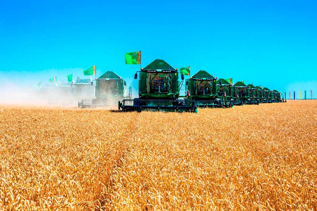 Türkmenistanda galla oragyna badalga berildi