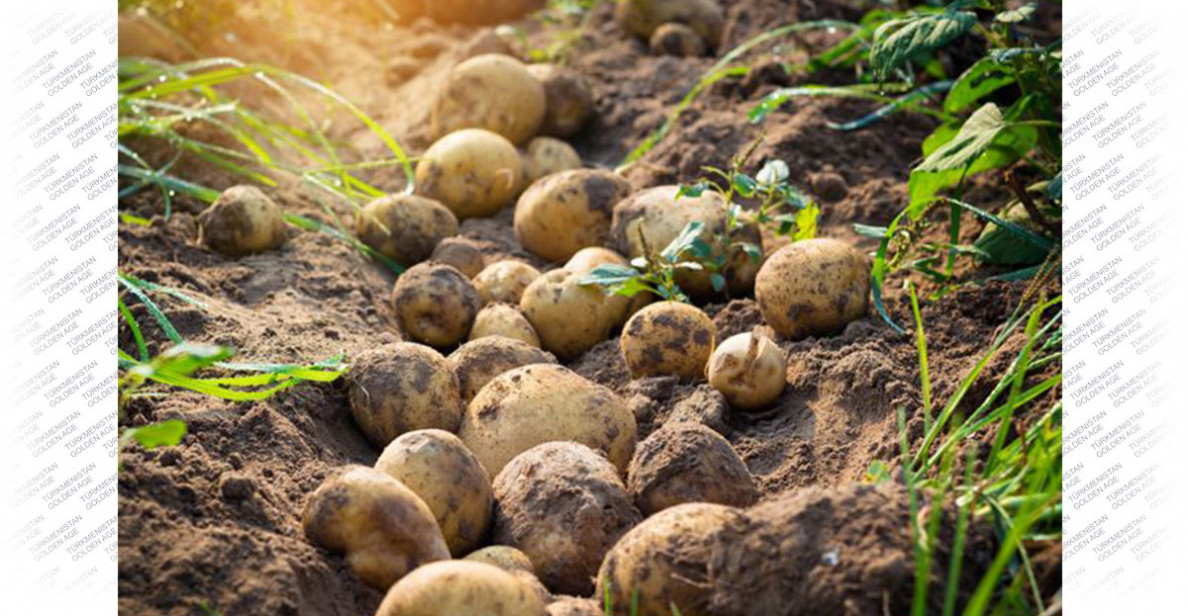 Ýurduň demirgazygynda kartofel ýygymy dowam edýär