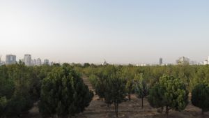 3 million düýp nahal ekiler