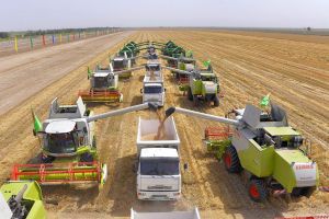 Ak bugdaý etrabynyň ekerançylary däne tabşyrmak baradaky şertnamalaýyn borçnamalaryny üstünlikli ýerine ýetirdiler