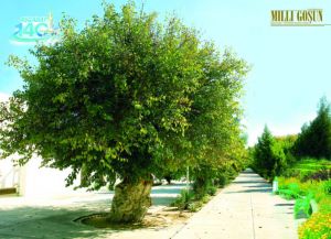 Aşgabadyň 140 ýaşly daragtyny gördüňizmi?!