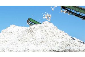 Balkan welaýatynyň pagtaçylarynyň zähmet ýeňşi