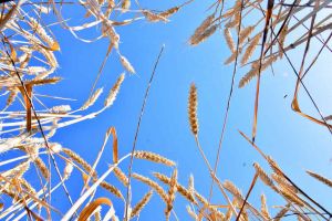 Daşoguz we Balkan welaýatlarynyň gallaçylary bugdaý oragyna girişdiler