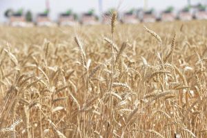 Daşoguz we Balkan welaýatlarynyň gallaçylary hem bugdaý oragyna girişdiler