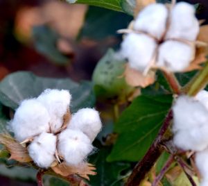 Daşoguzly ekerançylar pagta ýygymyna girişdiler