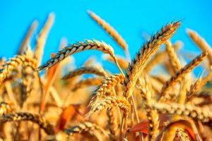 Galla oragynyň ýokary depginleri