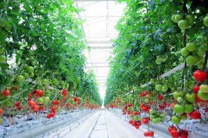 Kaka etrabynda döwrebap ýyladyşhana ulanylmaga berildi