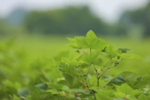 Mary welaýatynda gowaça ekişi tamamlandy
