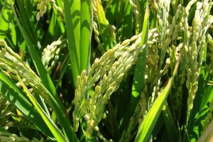 Şaly ekişine taýýarlyk görülýär