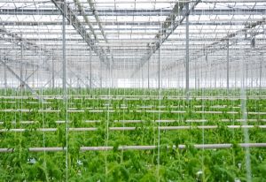 Täze döwrebap ýyladyşhana toplumy açyldy