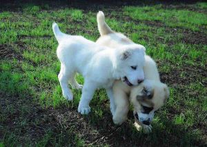 «Türkmen alabaý itleri» assosiasiýasy döredildi