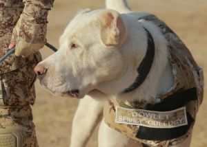 «Türkmen alabaý» merkezi açyldy