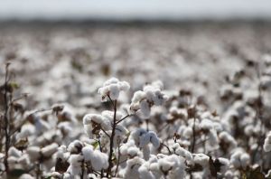 Türkmenistanda pagta ýygymyna 11-nji sentýabrda badalga berler