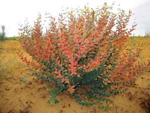 «Ýaşyl» tehnologiýalar - halk hojalyk toplumyny ösdürmekde ileri tutulýan ugur